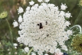 Echte Engelwurz (Angelica archangelica) 50 Samen