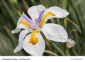 Dietes Grandiflora Große Wildiris 10 Samen