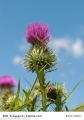 Mariendistel Silybum marianum dekorative Heilpflanze 1000 Samen