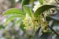 Duftblüte Osmanthus fragans 5 Samen