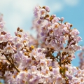 Blauglockenbaum Paulownia tomentosa 200 Samen