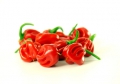 Chili Scotch Bonnet rot 10 Samen