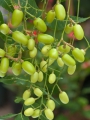Niembaum Azadirachta indica 10 Samen