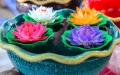Bild 1 von Lotus Samen Nelumbo Nucifera Mix 10 Samen gemischte Farben