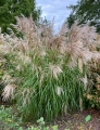 Riesen Chinaschilf  Miscanthus sinensis 100 Samen  toller Blickfang geeignet als  Sichtschutz