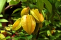 Sternfrucht Carambola 5 Samen