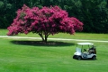 Indische Kreppmyrte Lagerstroemia indica 20 Samen