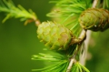 Japanische Lärche Larix kaempferi  10 Samen