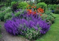 Blaue Katzenminze Nepeta mussinii 200 Samen