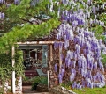 Blauregen Wisteria floribunda 5 Samen