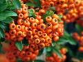 Mittelmeer Feuerdorn Pyracantha coccinea 20 Samen