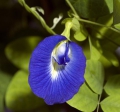 Clitoria Ternatea Schamblume 5 Samen