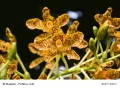 Leopardenlilie Leopardenblume Belamcanda chinensis Blackberry Lily 10 Samen