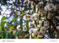 Eukalyptus Citriodora Zitronen Eukalyptus Lemon Gum Vertreibt Mücken 10 Samen
