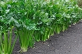 Bild 1 von Schnittsellerie Apium graveolens dulce 300 Samen