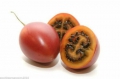 Tamarillo Tropischer Tomatenbaum Solanum betaceum 5 Samen