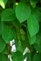 Magnolienwein Schisandra chinensis 5 Samen