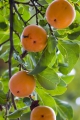 Kakipflaume Sharonfrucht frosthart 100 Samen