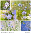 Wegwarte Cichorium intybus 5000 Samen