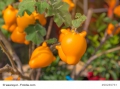  Solanum mammosum Kuheuterpflanze Nippelfrucht 10 Samen