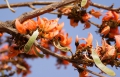 Lackbaum Butea monosperma 5 Samen