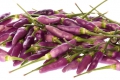 Chili Jalapeno purple 10 Samen