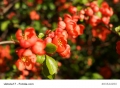 Japanische Zierquitte Chaenomeles japonica 10 Samen frosthart Bonsai geeignet