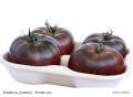 Tomate Black Krim süssliche aromatische Früchte 10 Samen