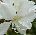 Weisser Orchideenbaum  5 Samen