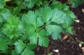 Bild 2 von Schnittsellerie Apium graveolens dulce 300 Samen