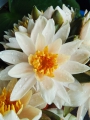 Lotus weiss Nelumbo nucifera 3 Samen